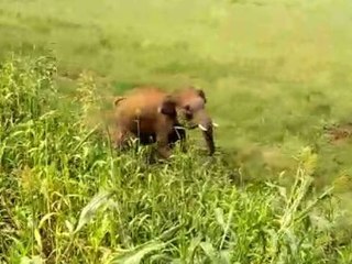 ஆக்ரோஷத்தில் ஒற்றை யானை, விரட்ட முடியாமல் தவிக்கும் மக்கள்.