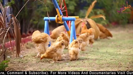 Tuba Cattle Video I International Farming I Biggest Documentary I World Wild I Parrot Studio