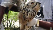 Touching moment wild owl flies back to freedom after accident in India