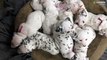 Sweet 4-week-old Dalmatian puppies have a sleepy snuggle
