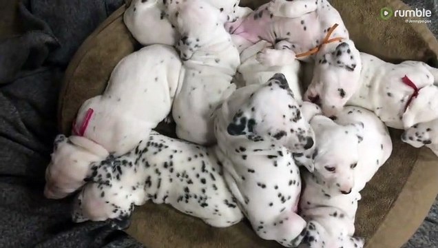 Sweet 4-week-old Dalmatian puppies have a sleepy snuggle