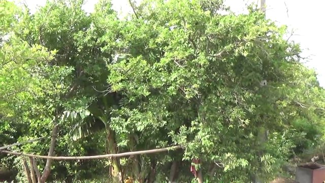 Lemon Cultivation-Earning More Than 3 Lakhs Annually From Lemon Farming-Indian Agriculture