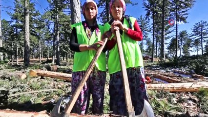 Elleri nasırlı Anadolu kadını ekmeğini ormandan çıkarıyor