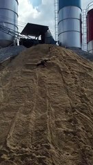 Des chiens s'amusent dans le sable