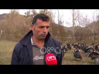 Ora News - Në fushat e Baldushkut me gjelat e detit, kanë nisur porositë dhe shitjet