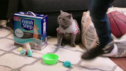 Performing Magic Tricks for Cats