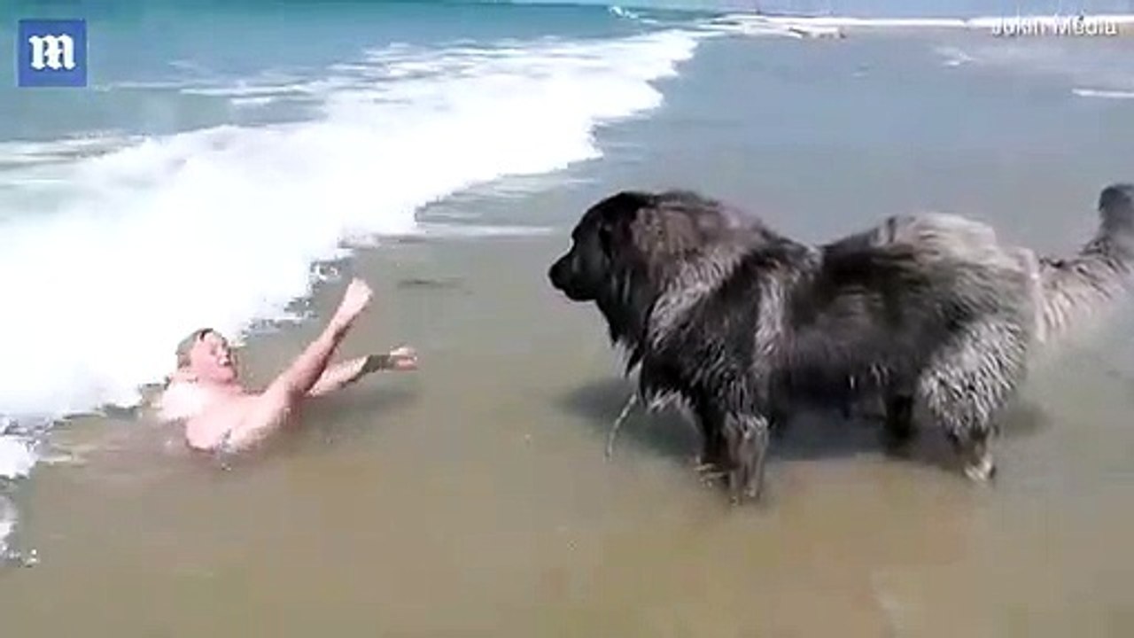 En Normandie, un chien extrait une fillette de l'eau pour la sauver