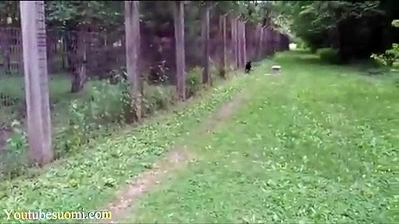 LA compilation de CHIEN à voir ABSOLUMENT... Trop drô!