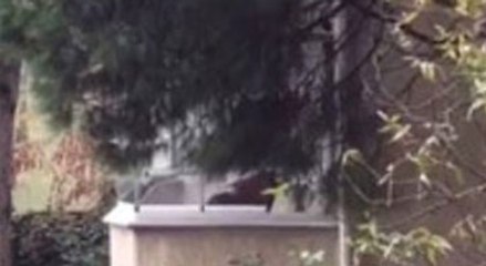 Kadıköy'de köpeğini döven adama gözaltı