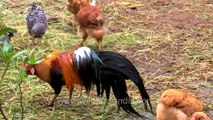 Poultry farm at Punnamada resort Alappuzha