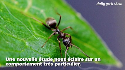 Découvrez la stratégie des fourmis pour éviter la propagation des maladies