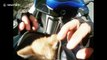 Bus driver stops traffic to save lost kitten on road before passing biker adopts it
