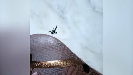 Escorpião aparece em residência e moradora reclama de terrenos baldios