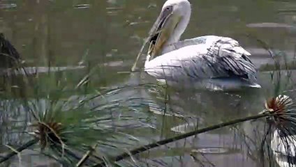 Un pelican avale un canard sous les yeux des touristes