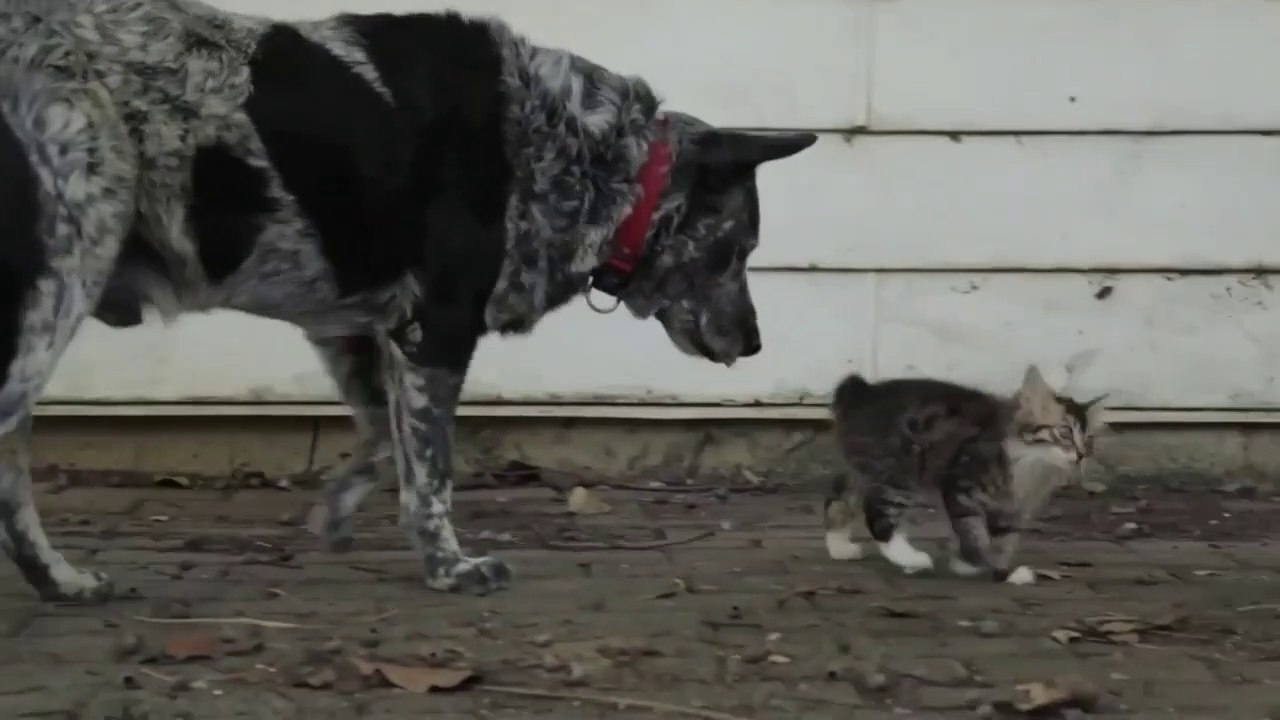 Adorable : ce chien protège un bébé chat malade...