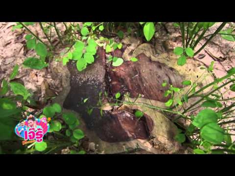 เจ๊รู้ (ล้อมป่าไม้พะยูง) 44.2