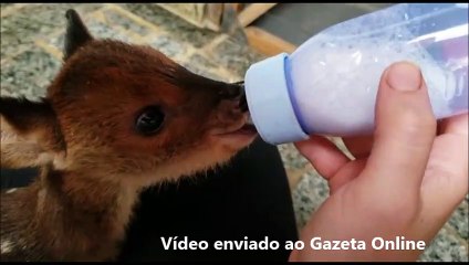 Veado aparece em sítio de Vargem Alta e ganha até leite na mamadeira
