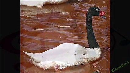 Canto del cisne cuellinegro