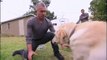 Cesar Millan dresseur professionnel se fait mordre par un labrador