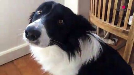 La France souhaite aussi condamner la maltraitance animale ! On en parle dans la Minute Chien #201