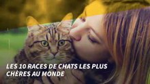 Les 10 races de chats les plus chè au monde