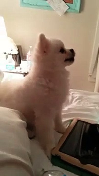 Quand un loulou de Pomé é, c'est vraiment trop mignon et un peu bizarre !