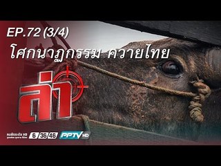 ล่า - ตอน โศกนาฏกรรม...ควายไทย 72.3