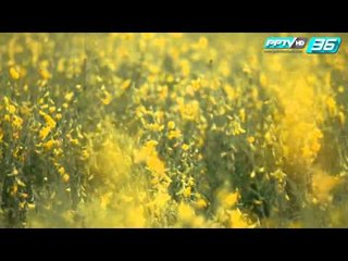 ทุ่งปอเทือง จ.นครสวรรค์