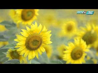 ทุ่งทานตะวัน นครสวรรค์