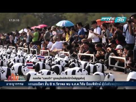 เข้มข่าวค่ำ - กองทัพ แพนด้า ทูตอนุรักษ์สัตว์ป่าใกล้สูญพันธุ์