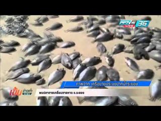 พบปลาตายเกลื่อนชายหาด จ.ระยอง