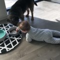 Baby Steals Food From Dog's Bowl