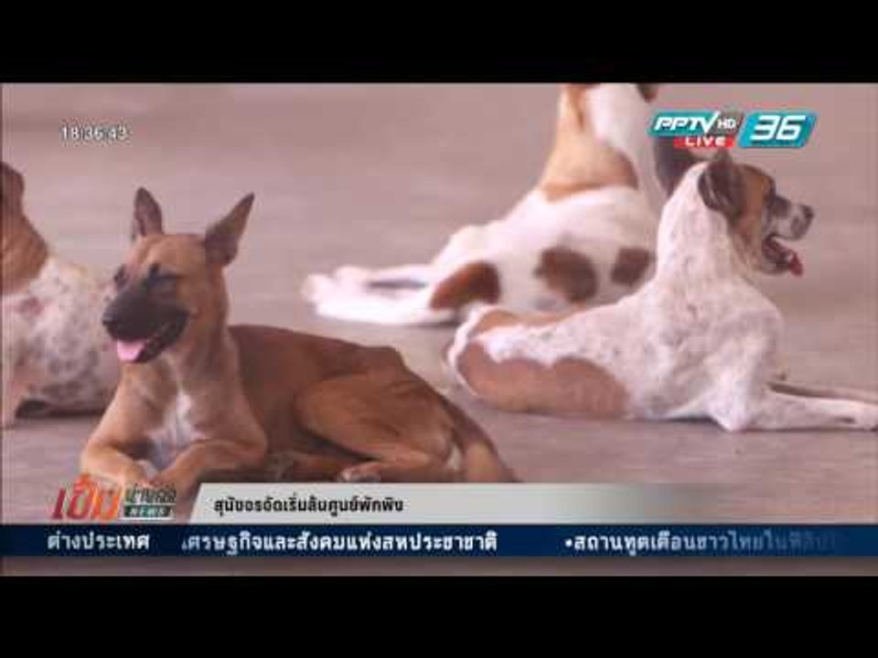 เข้มข่าวค่ำ - สุนัขจรจัดเริ่มล้นศูนย์พักพิง