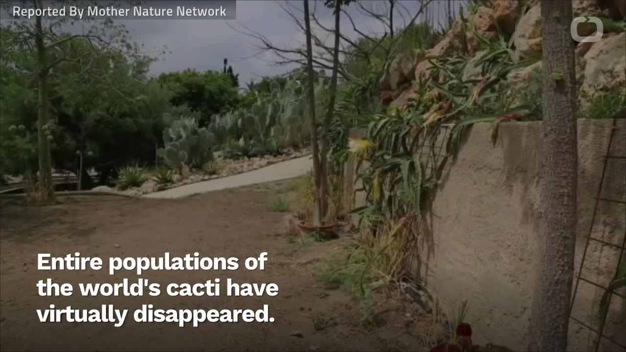 Apparently, There's A Booming Black Market For...Succulents?