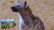 Born to Be Wild: Close encounter with hyenas