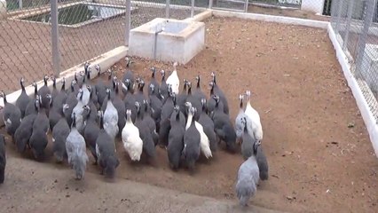 Guinea Fowl Farming