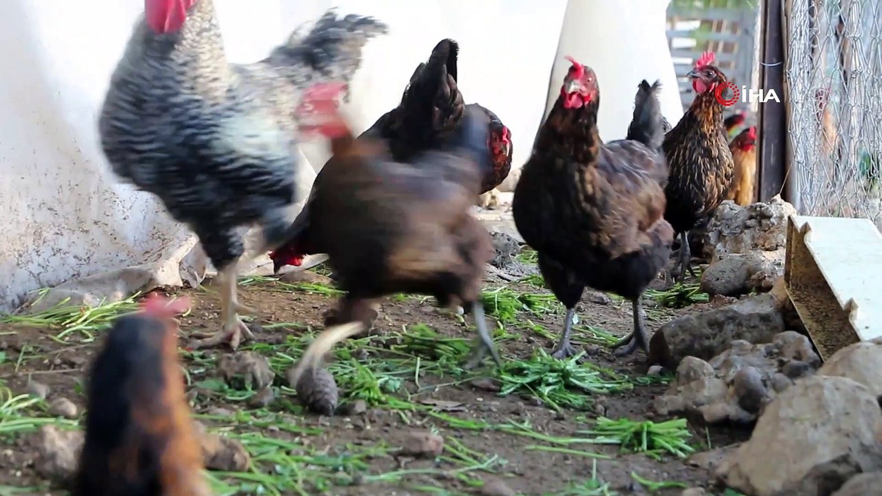 Son maaşıyla çiftlik kurdu, koli koli yumurta topluyor