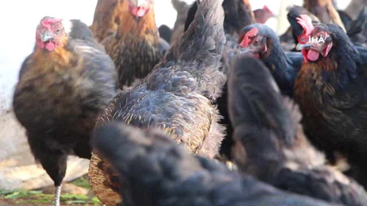 Son Maaşıyla Çiftlik Kurdu, Koli Koli Yumurta Topluyor