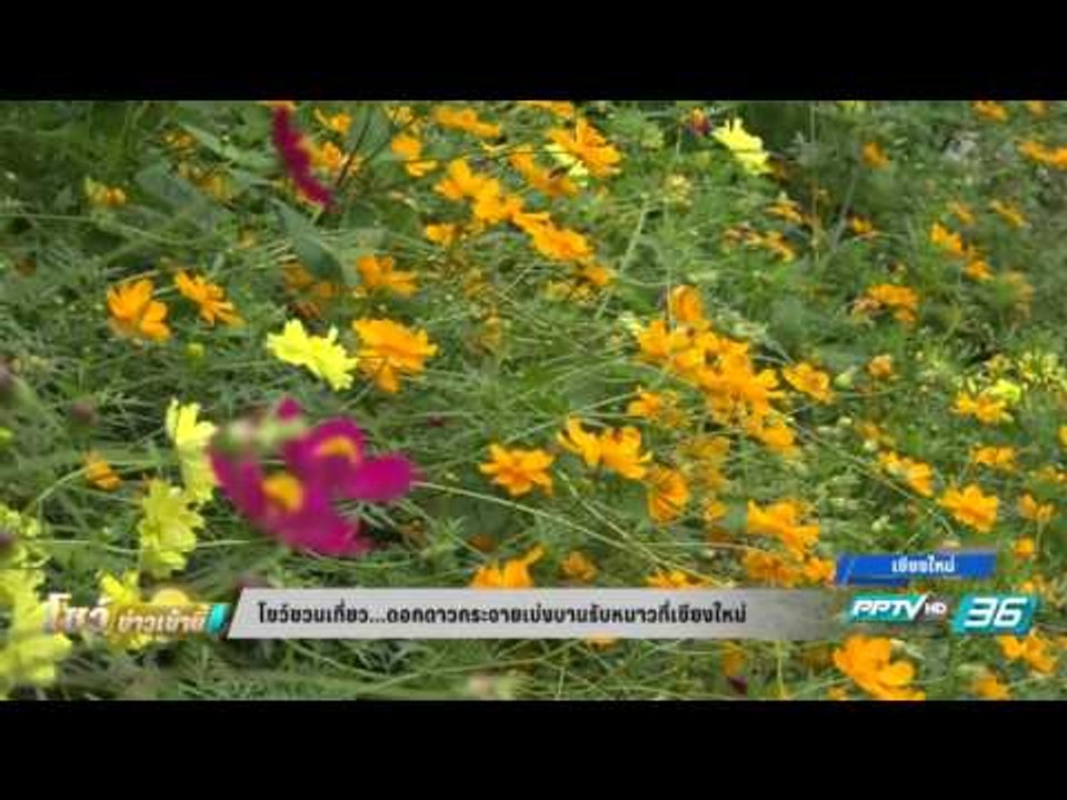 ดอกดาวกระจายเบ่งบานรับลมหนาวที่เชียงใหม่ - โชว์...