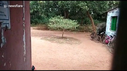 Elephant’s day out triggers panic in Indian village
