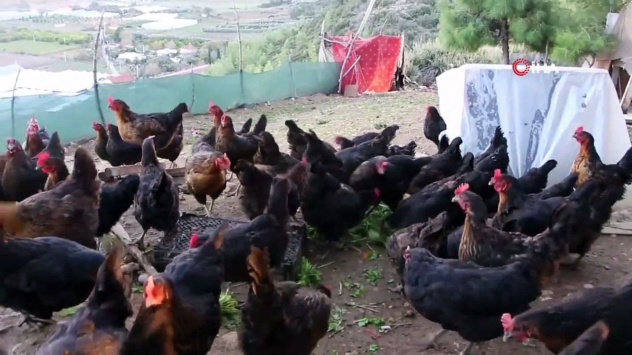 Son Maaşıyla Çiftlik Kurdu, Koli Koli Yumurta Topluyor