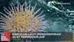 Air bersih: makhluk laut menginspirasi treatment air - TomoNews