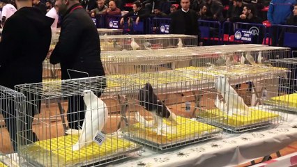 2. İstanbul Güvercin Festivali - İSTANBUL