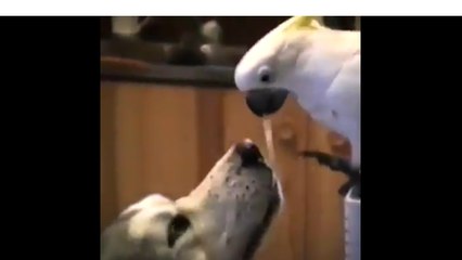 سرقة المعكرونة أطيب سوا.. فيديو طريف لبغبغاء يطعم صديقه الهاسكي