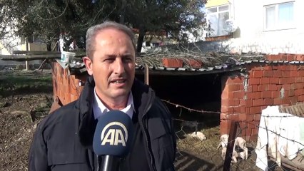 Tek batında 6 kuzu doğurdu - ÇANAKKALE
