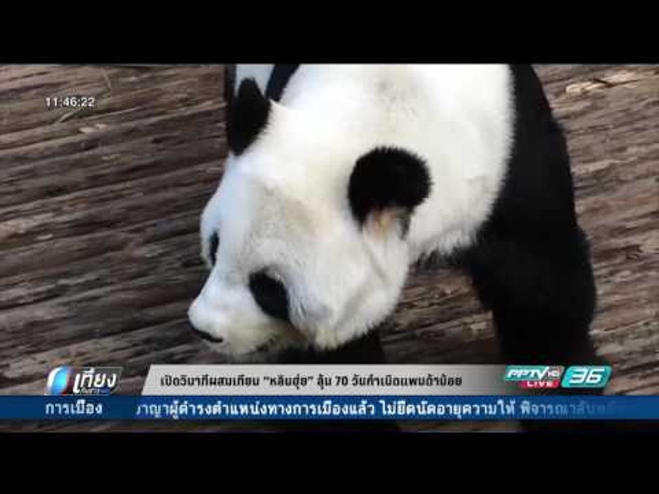 เปิดวินาทีผสมเทียม "หลินฮุ่ย" ลุ้น 70 วันกำเนิดแพนด้าน้อย - เที่ยงทันข่าว
