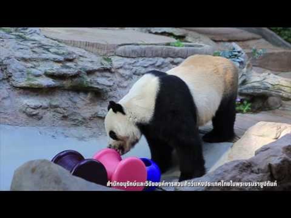 นาทีผสมเทียม “หลิน ฮุ่ย” คาด 70 วัน รู้ผล “แพนด...