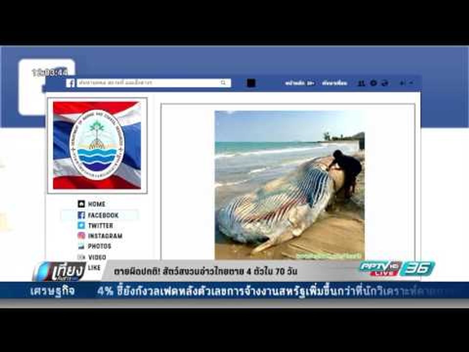 ตายผิดปกติ สัตว์สงวนอ่าวไทยตาย 4 ตัว ใน 70 วัน...