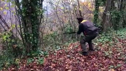 Yaban domuzu sürek avı - ORDU