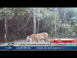พบเสือโคร่ง 18 ตัว ดำรงชีวิตในป่าดงพญาเย็น-เขาใหญ่ - เที่ยงทันข่าว